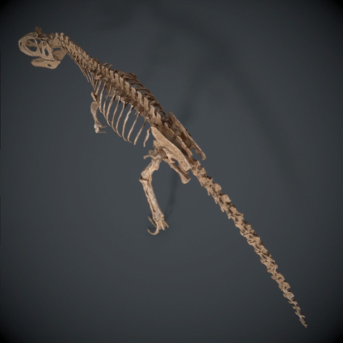 Allosaurus Skeleton 3D model_9