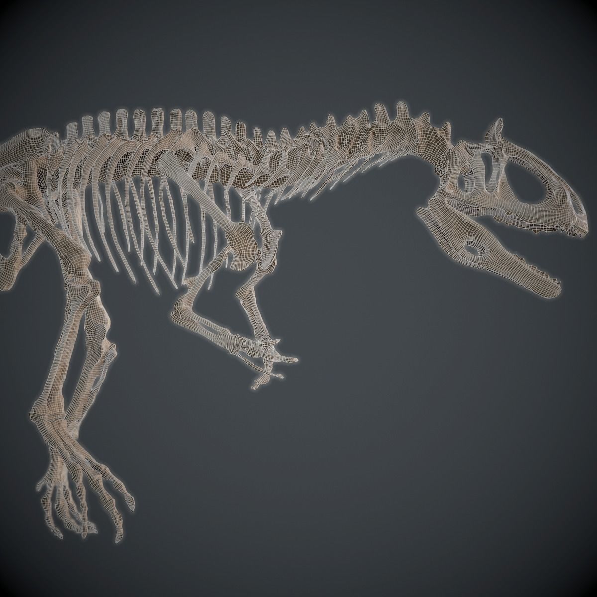 Allosaurus Skeleton 3D model_11