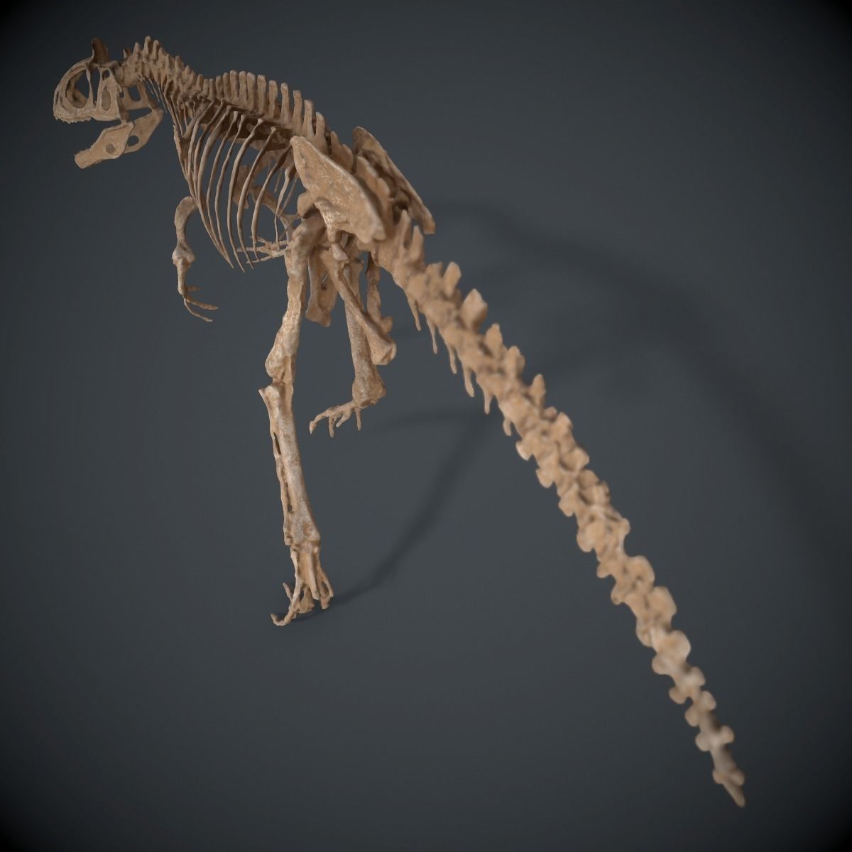 Allosaurus Skeleton 3D model_6