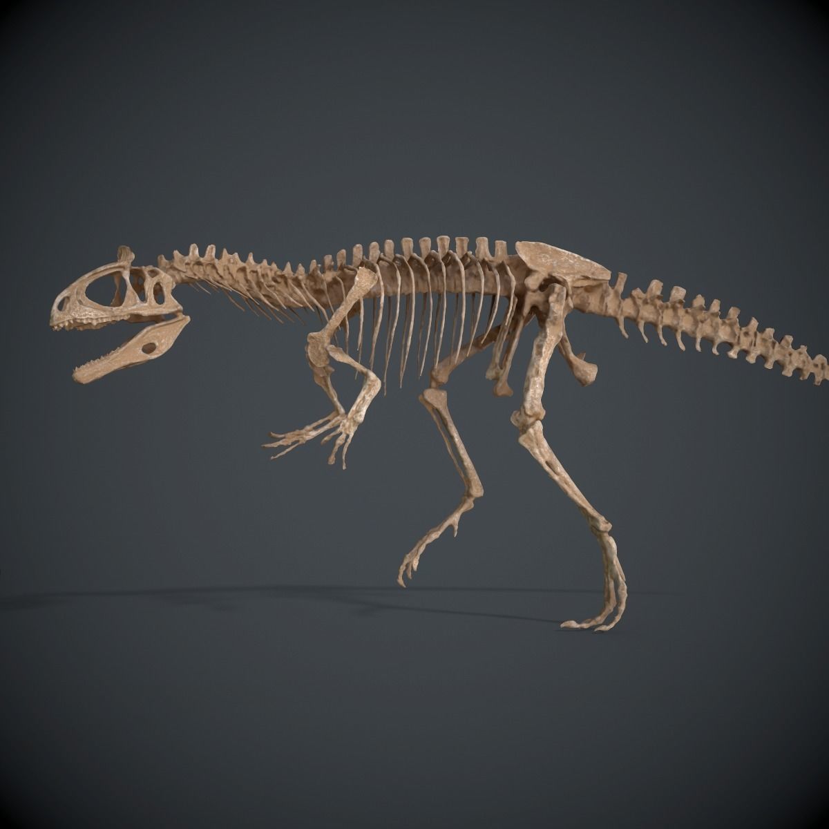 Allosaurus Skeleton 3D model_4