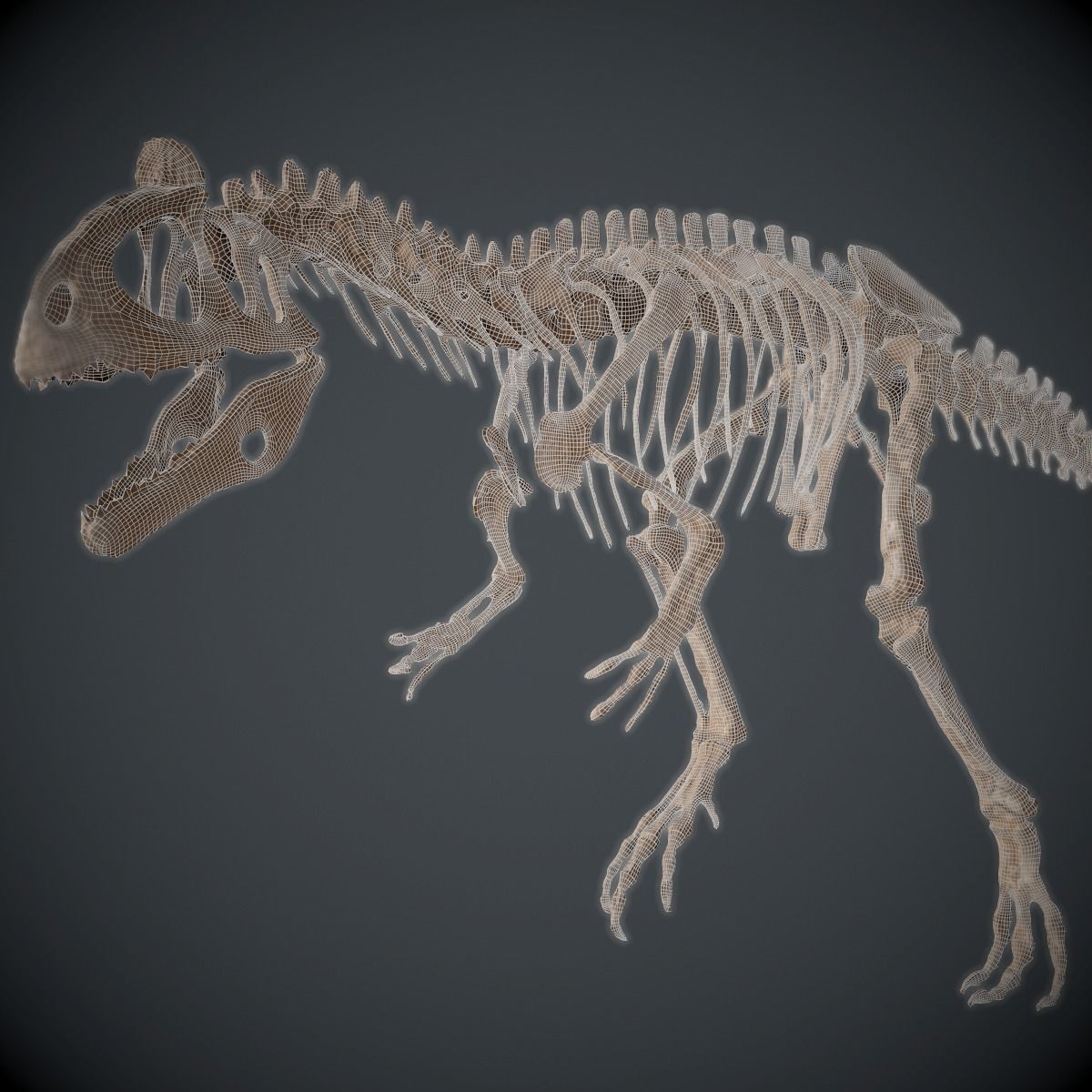 Allosaurus Skeleton 3D model_12