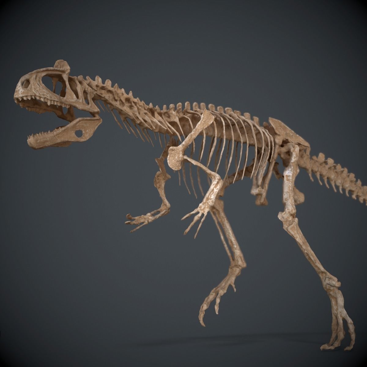 Allosaurus Skeleton 3D model_0