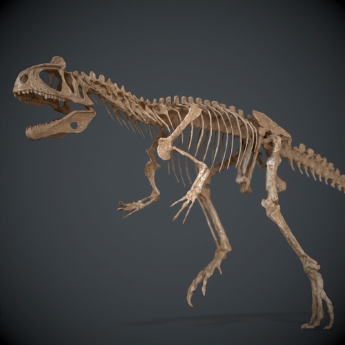 Allosaurus Skeleton 3D model