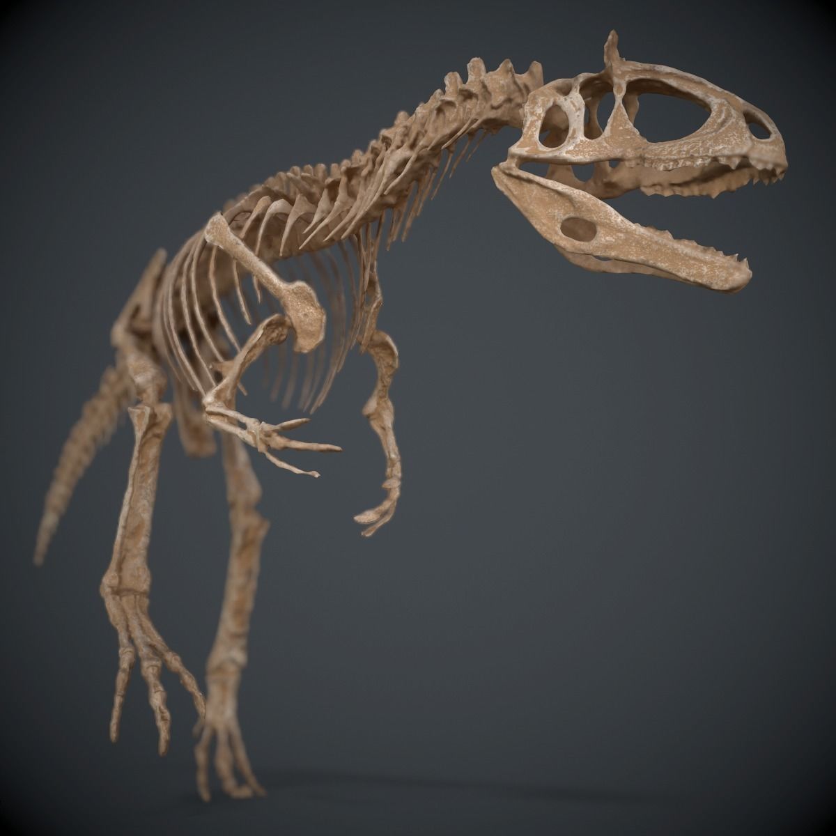 Allosaurus Skeleton 3D model_3