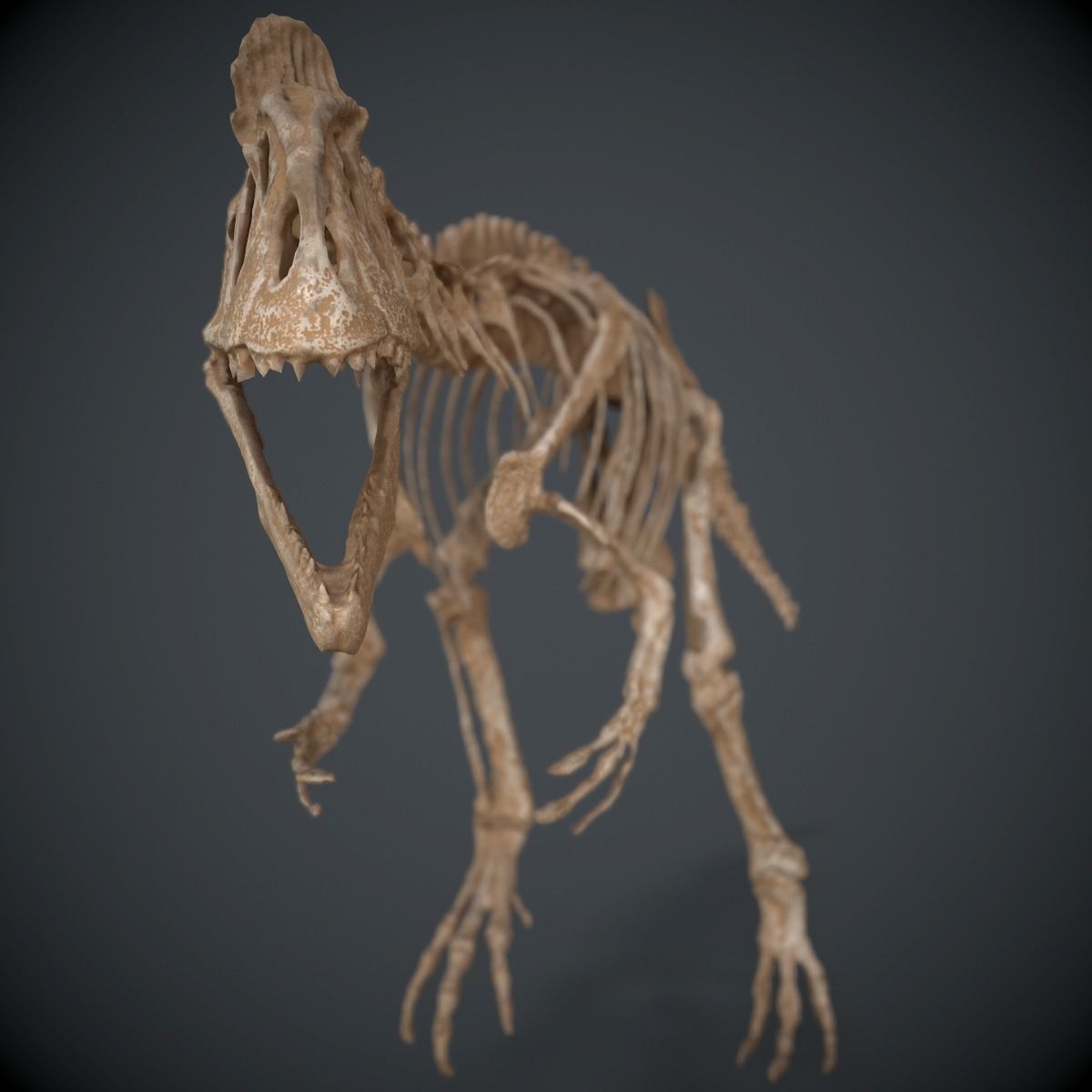 Allosaurus Skeleton 3D model_7