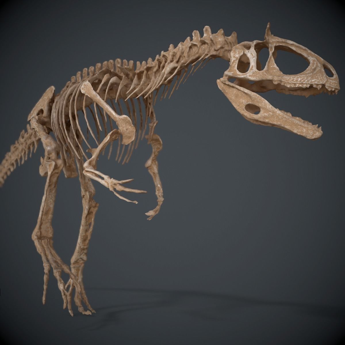 Allosaurus Skeleton 3D model_8