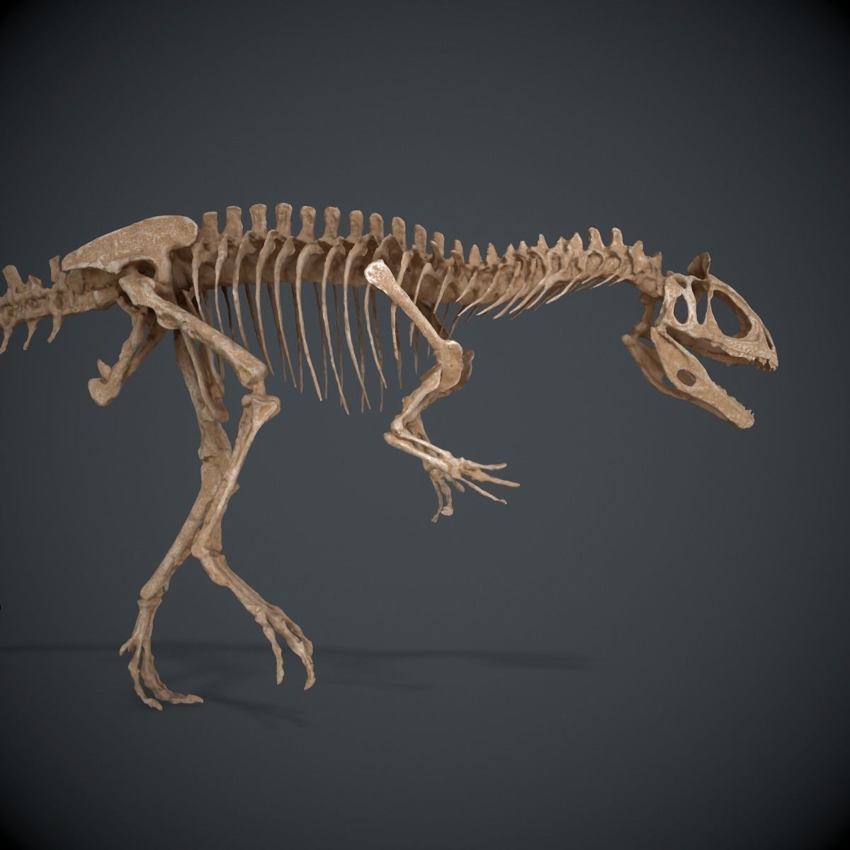 Allosaurus Skeleton 3D model_5