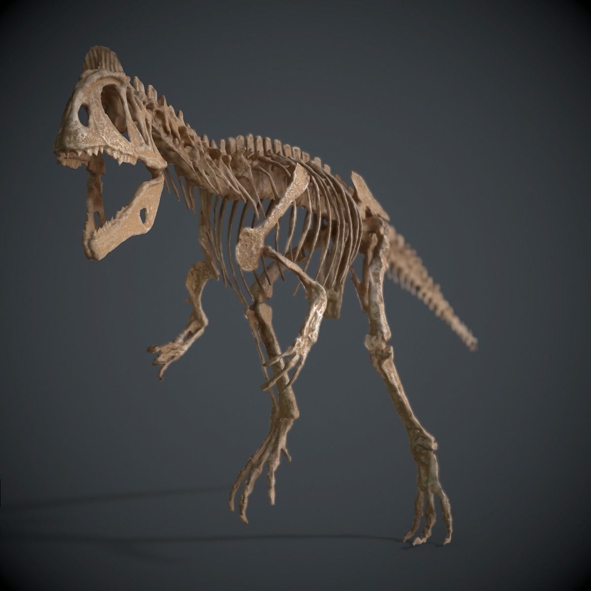 Allosaurus Skeleton 3D model_2