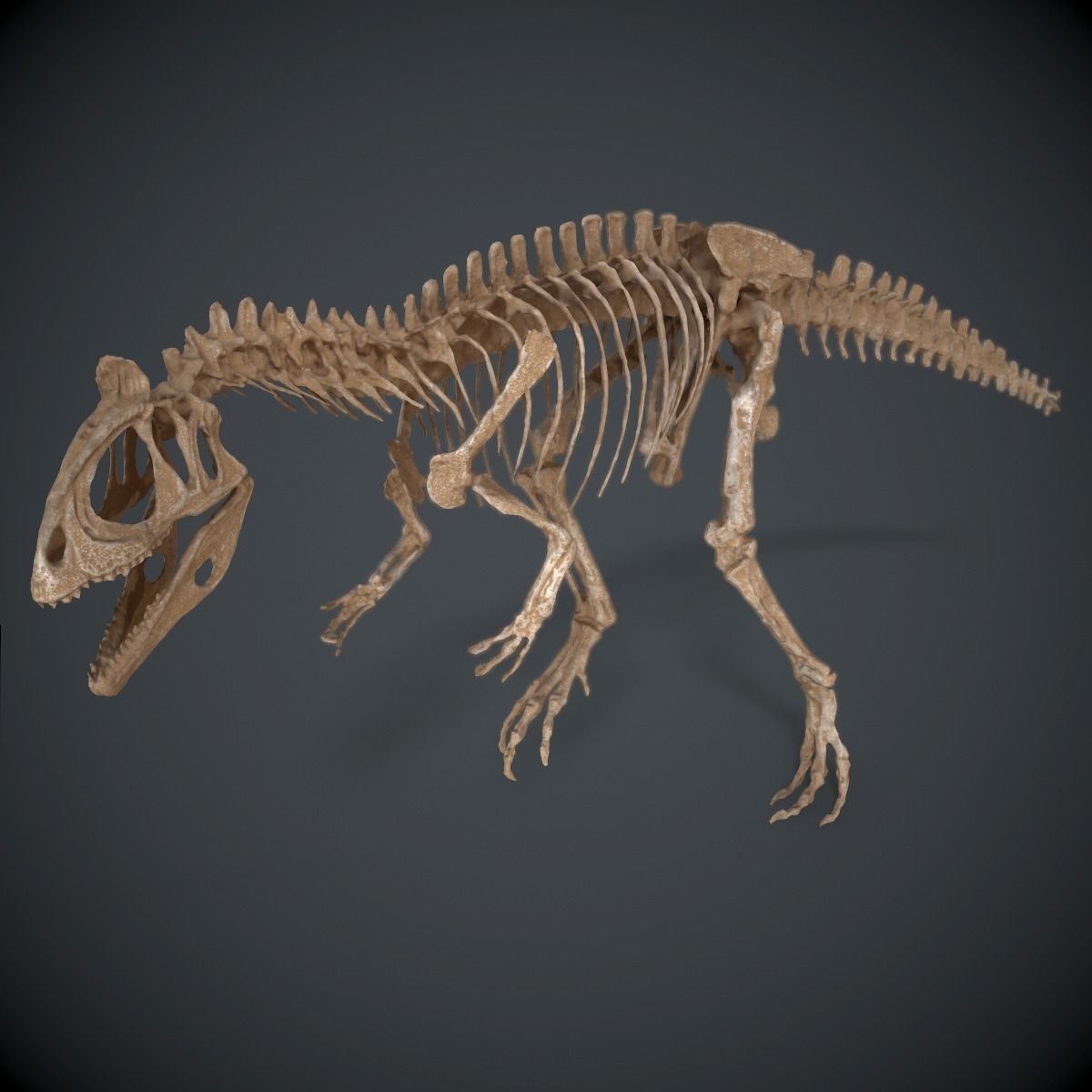 Allosaurus Skeleton 3D model_10