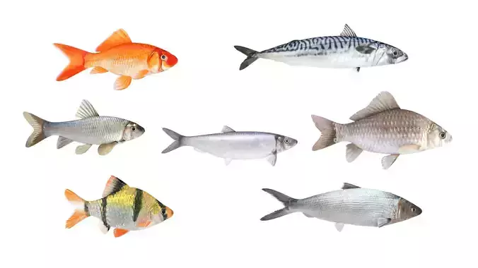 Fish Collection 3D model