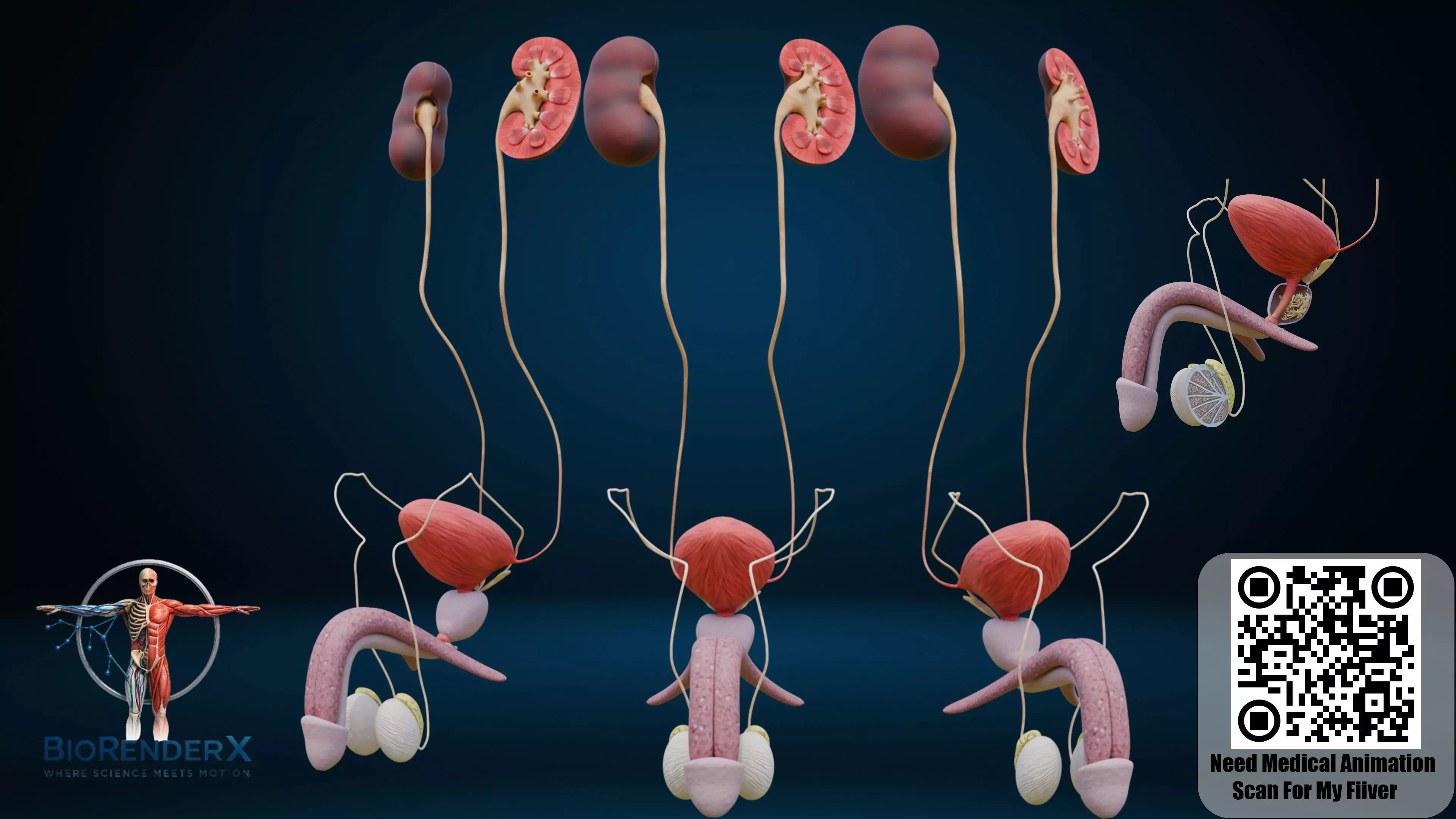 Human Urinary System 3D Model with Male Reproductive Anatomy Low-poly 3D model