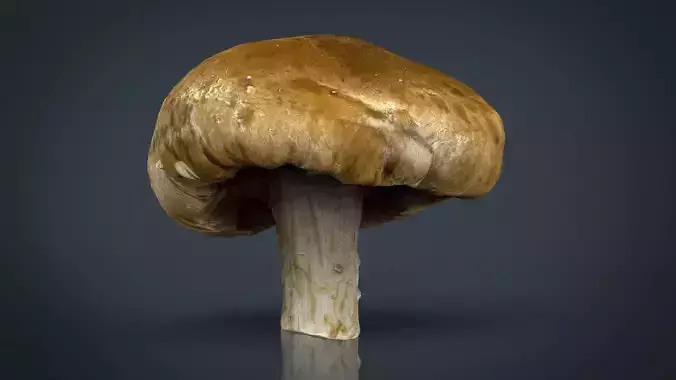 Mushroom 1 Low-poly 3D model