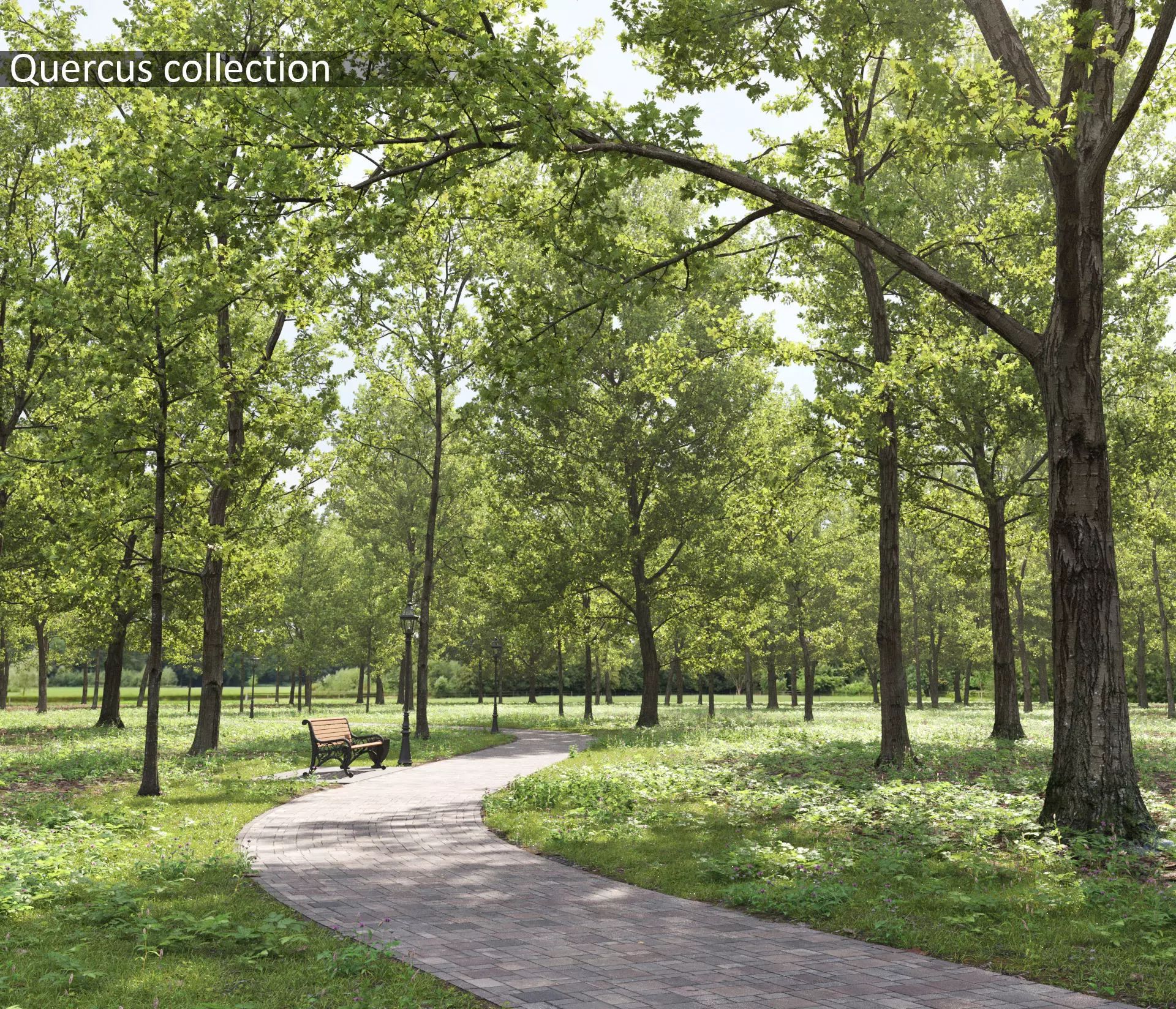 Quercus collection 3D model