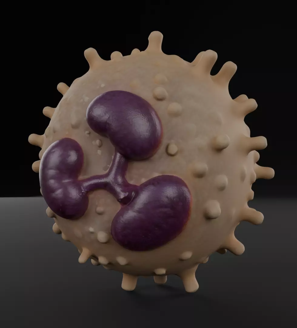 Human Leukocyte Human White Blood Cell 3D Printable Model 3D print model