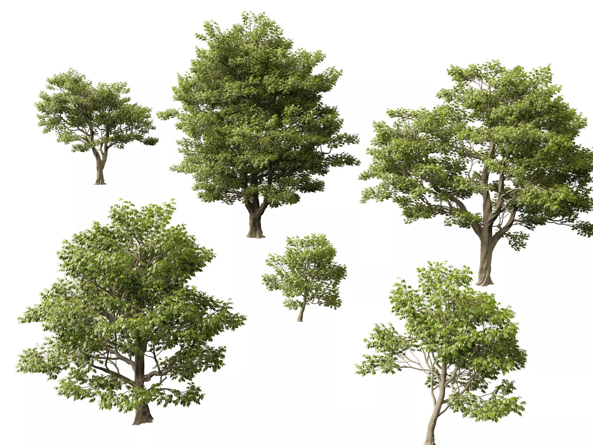 Highpoly - Low Poly - Castanea sativa - Sweet chestnut Low-poly 3D model