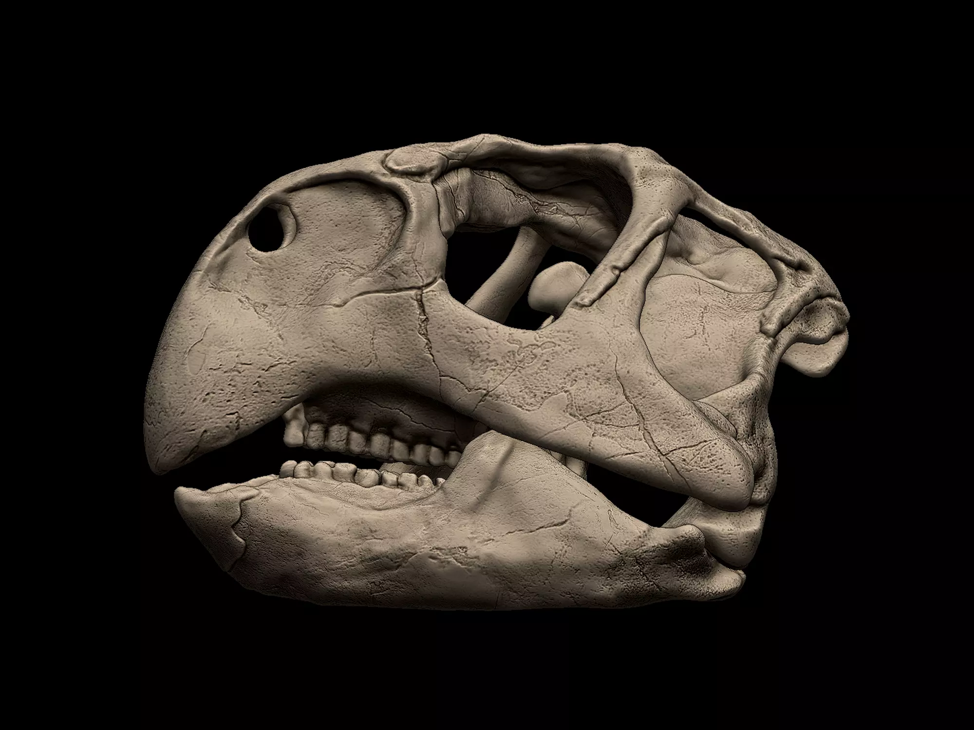 Psittacosaurus Skull 3D print model