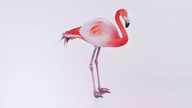 Flamingo