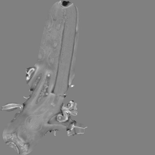 Flintlock Pirate Pistol - High and Low Poly versions Low-poly 3D model_6