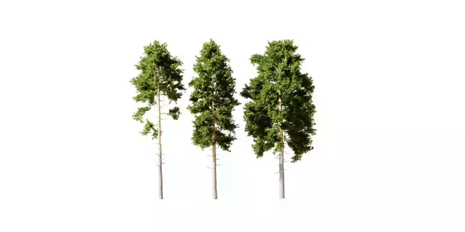 Trees - Plant - Pinus Sylvestris 18M - Conifer 3D model