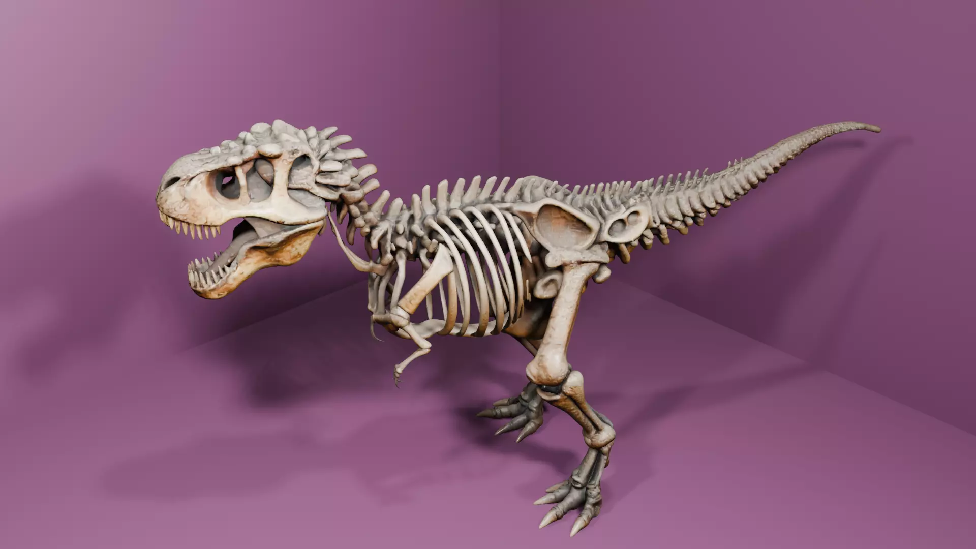 Esqueleto de tiranossauro rex Low-poly 3D model