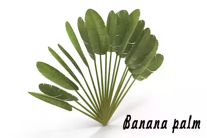 Banana palm