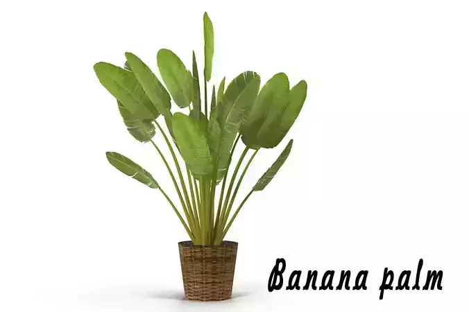 Banana palm in pot
