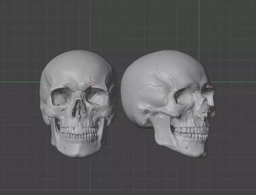 Skull - 3D Model Free 3D print model