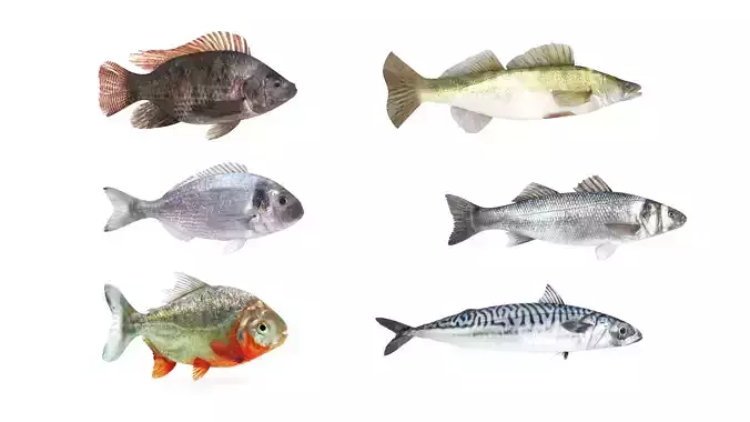 Fish Collection 3D model