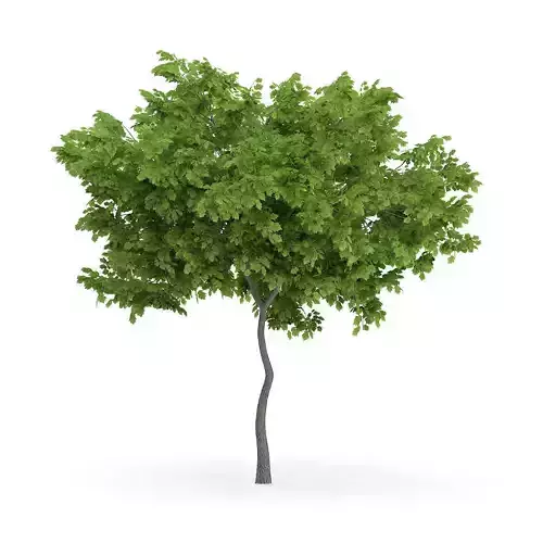 Wild Service Tree Sorbus torminalis 3m