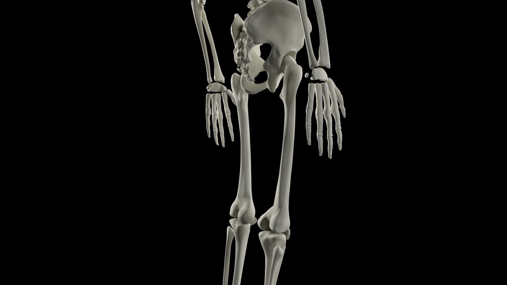 HighPoly Skeleton human 3D model_11