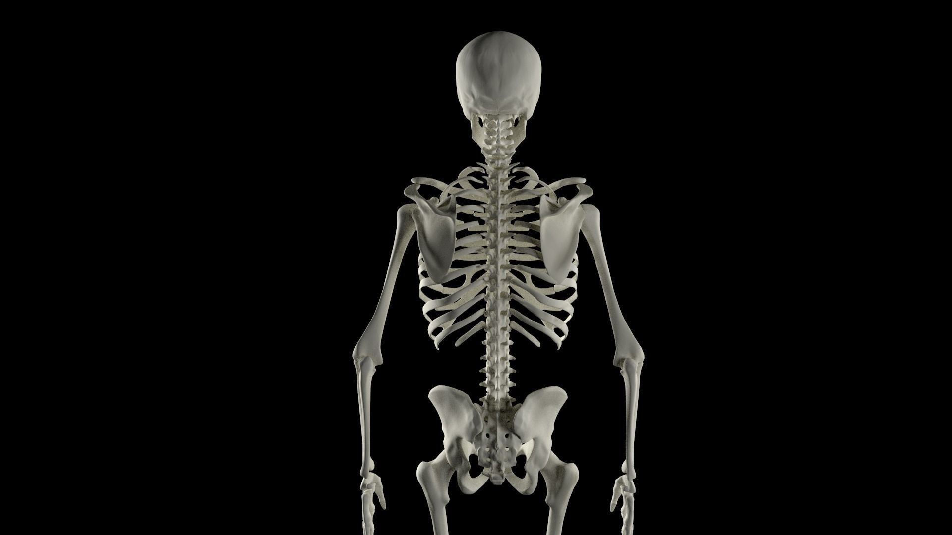 HighPoly Skeleton human 3D model_7
