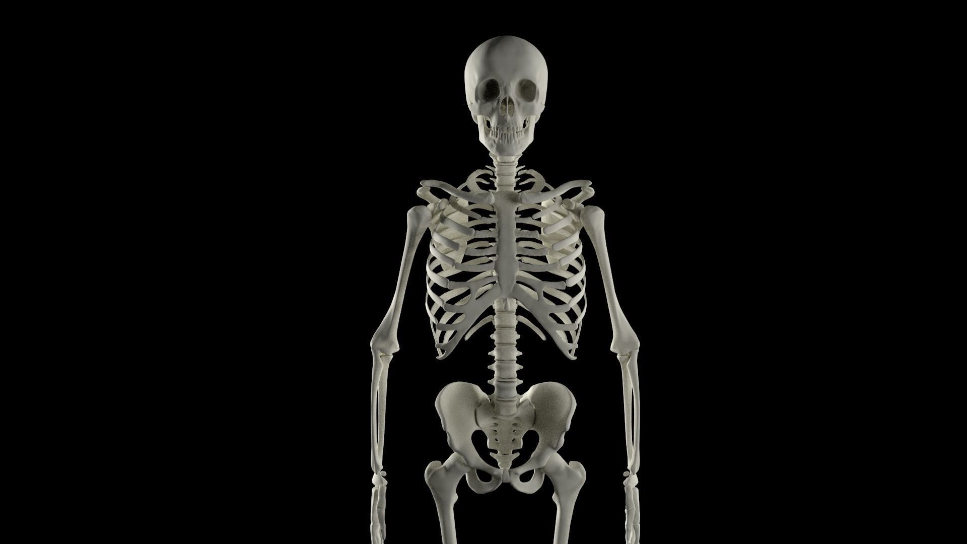 HighPoly Skeleton human 3D model_6