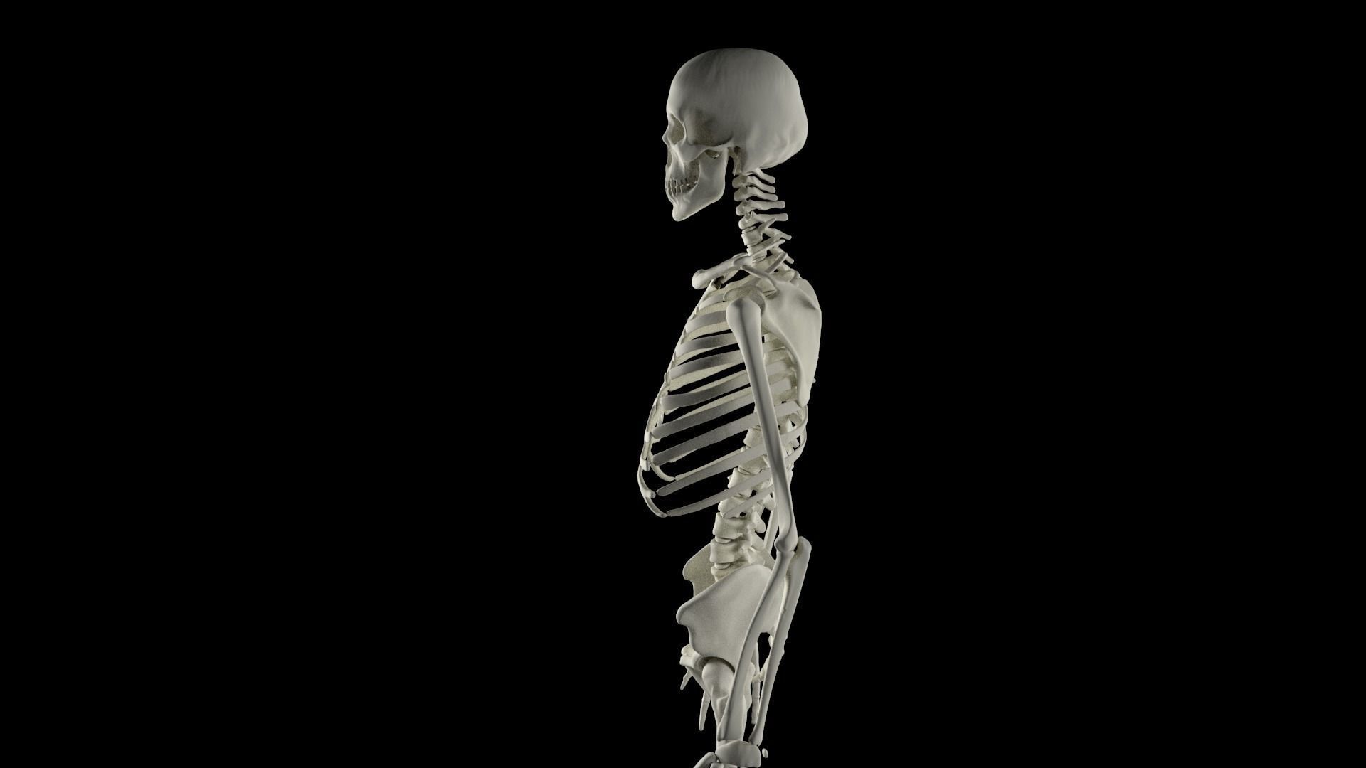 HighPoly Skeleton human 3D model_9