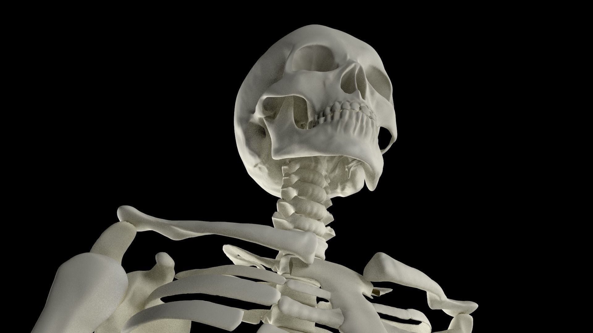 HighPoly Skeleton human 3D model_2