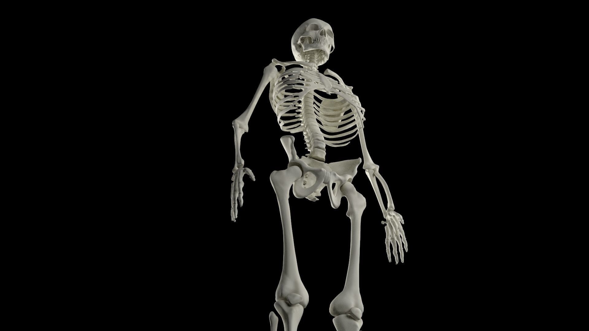 HighPoly Skeleton human 3D model_10