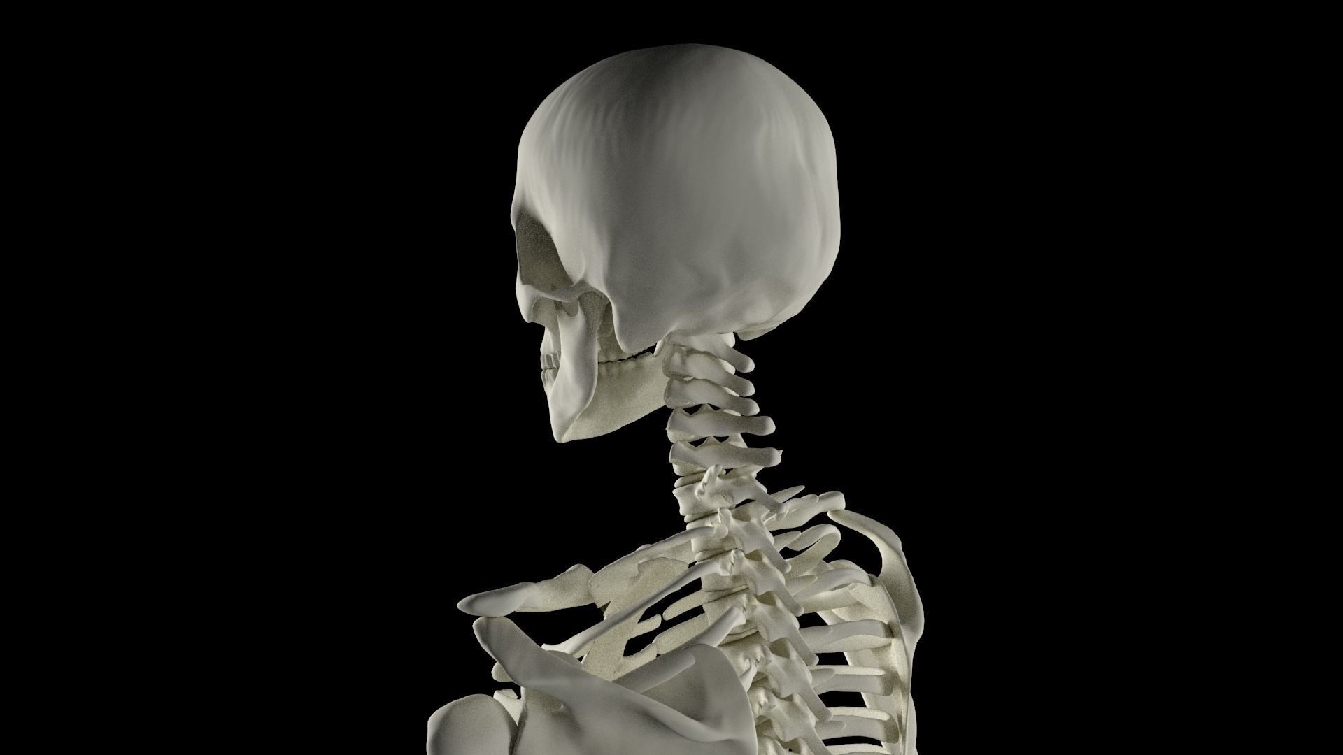 HighPoly Skeleton human 3D model_1