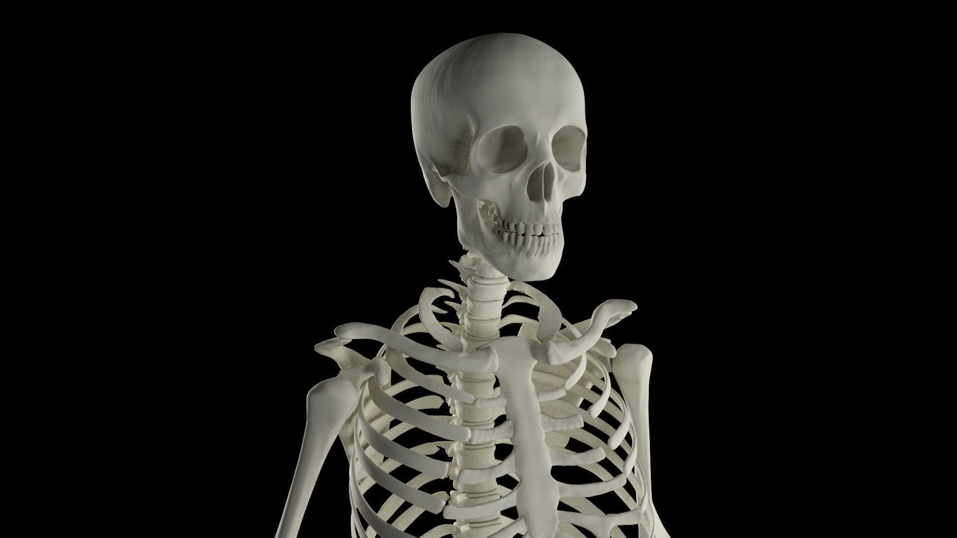 HighPoly Skeleton human 3D model_3