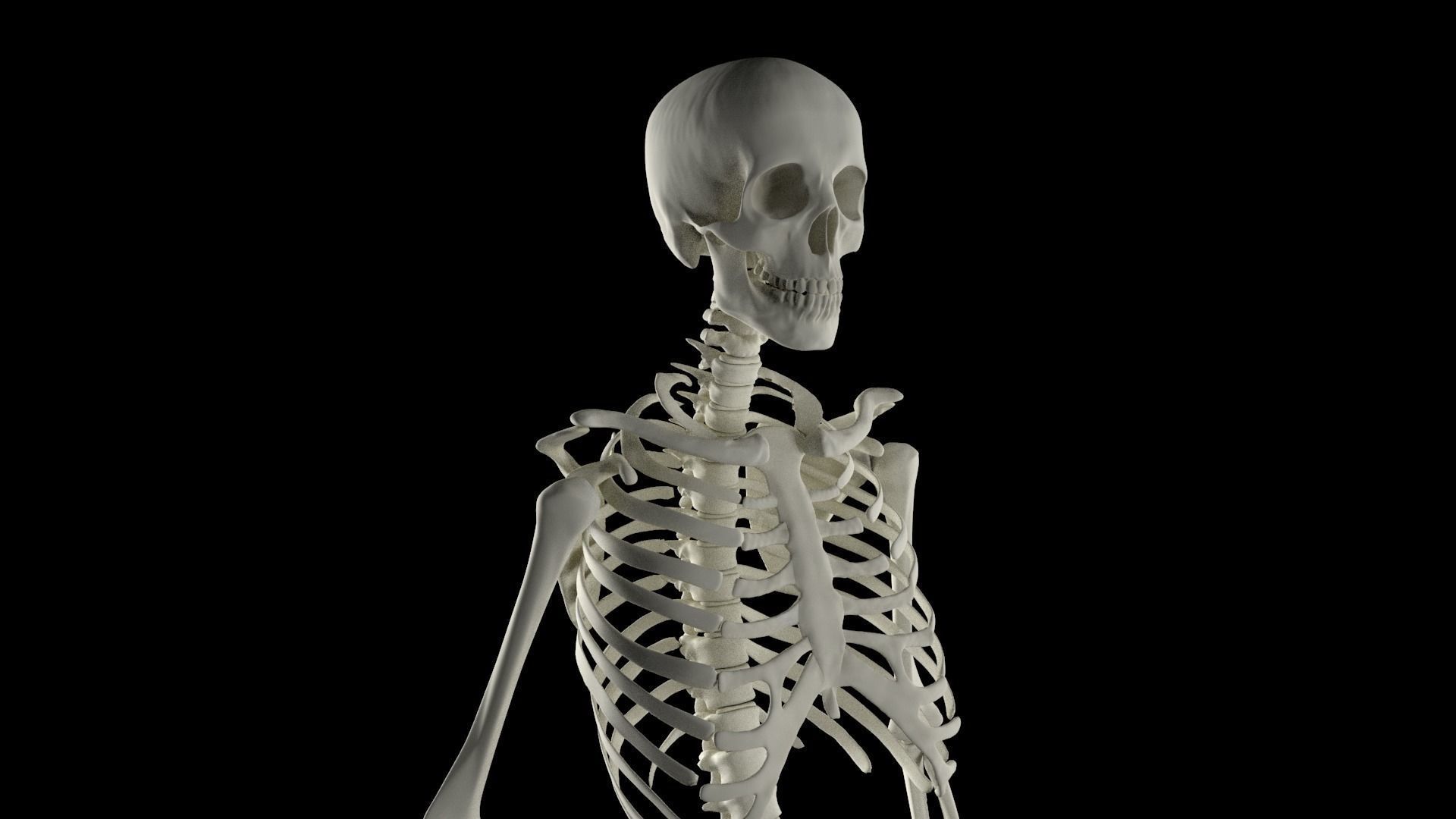 HighPoly Skeleton human 3D model_0