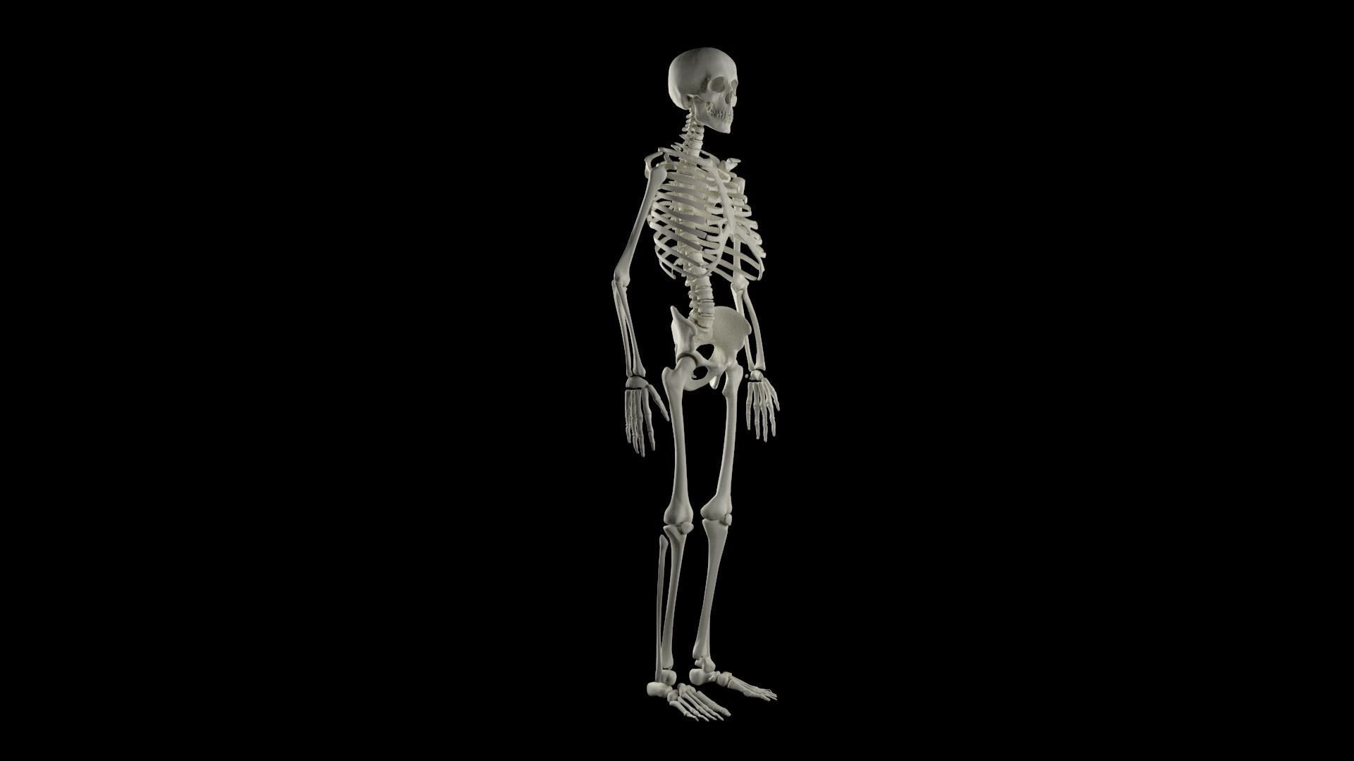 HighPoly Skeleton human 3D model_8