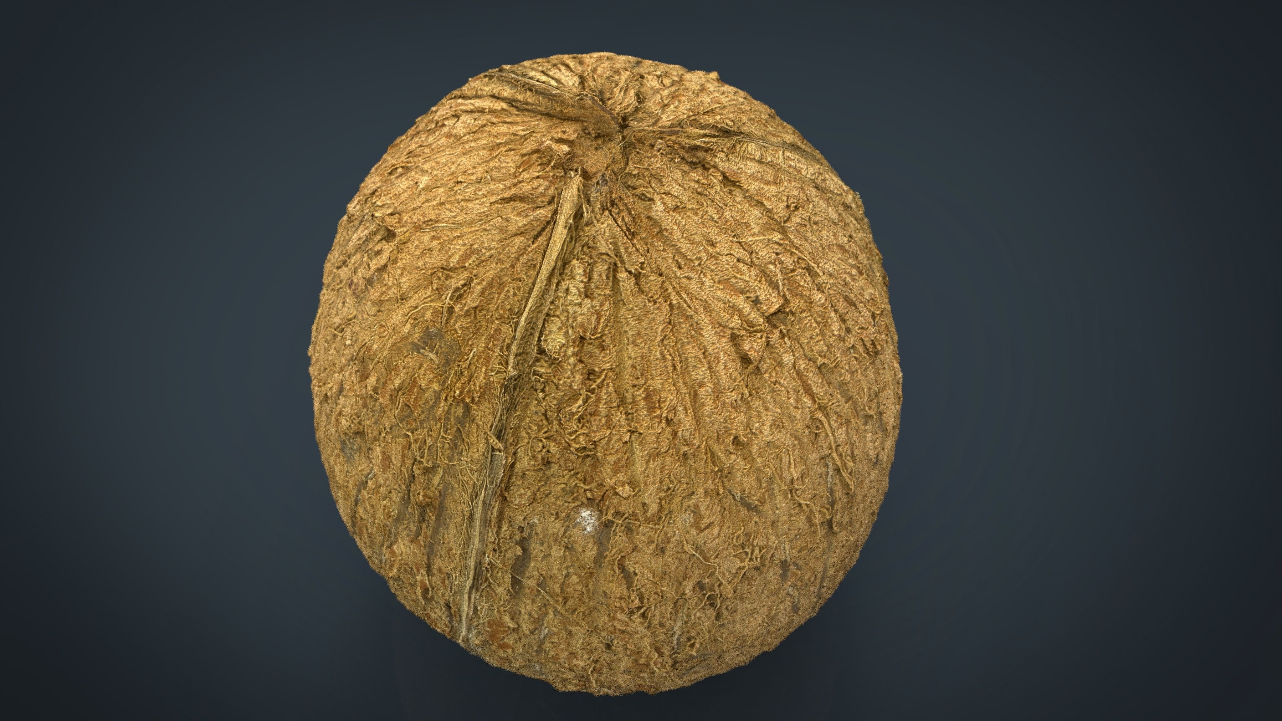 Coconut Low-poly 3D model_8