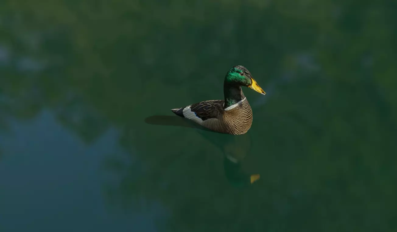 Swimming duck 3D model