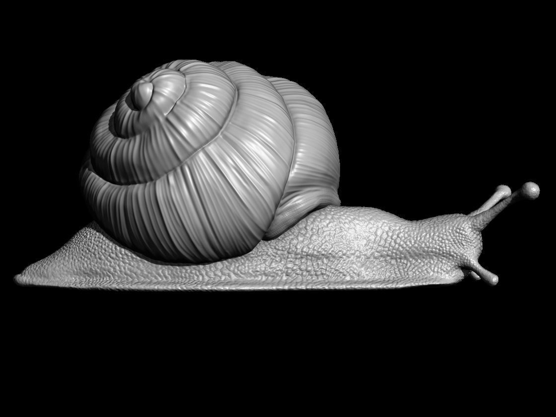 Snail 3D printable 3D print model_1