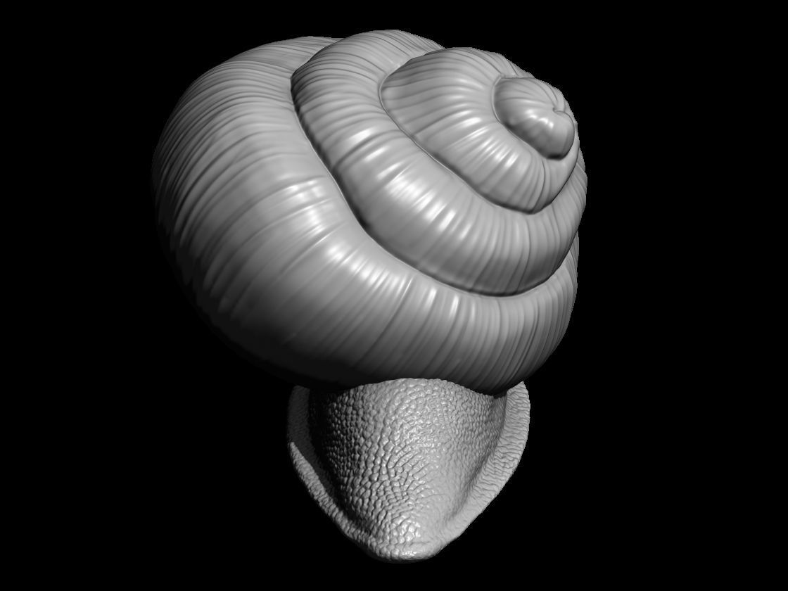 Snail 3D printable 3D print model_4