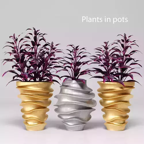Collection of plants in pots 4