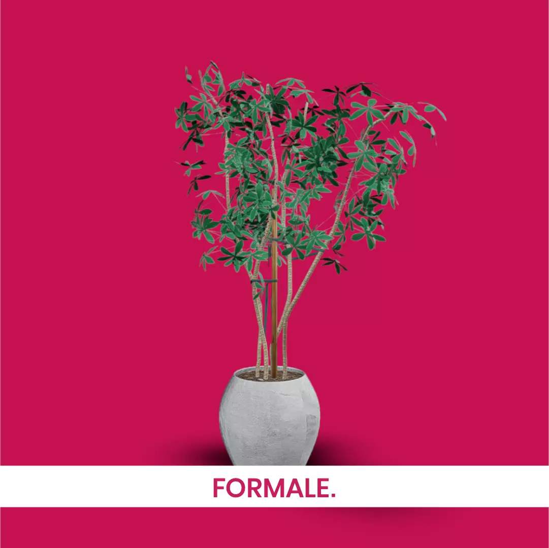FORMALE Decorative Plant 3D model