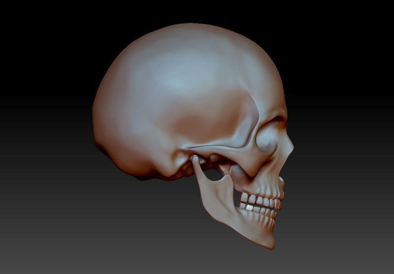 Separate anatomically correct human skull in natural size 3D print model_3