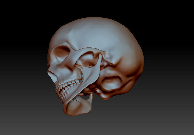 Separate anatomically correct human skull in natural size 3D print model_5
