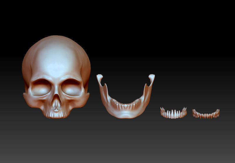 Separate anatomically correct human skull in natural size 3D print model_1