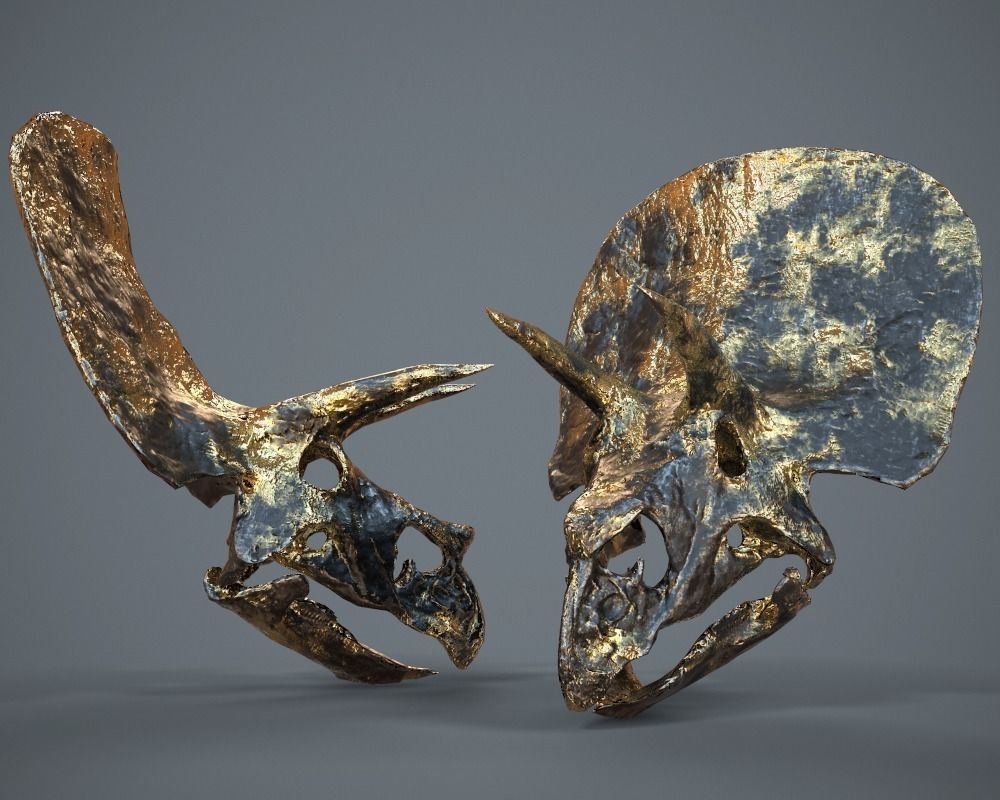 Triceratops Golden Skull Low-poly 3D model_4