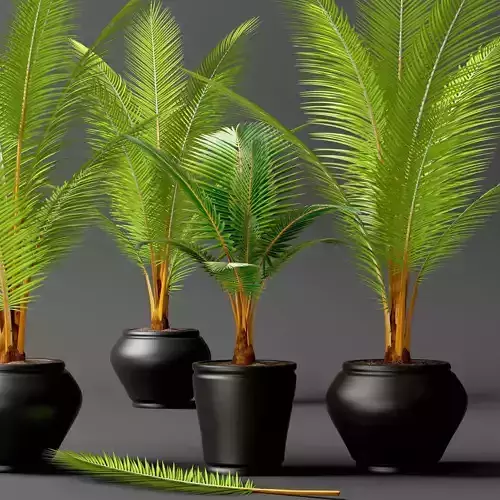 Coconut palm set 3D model